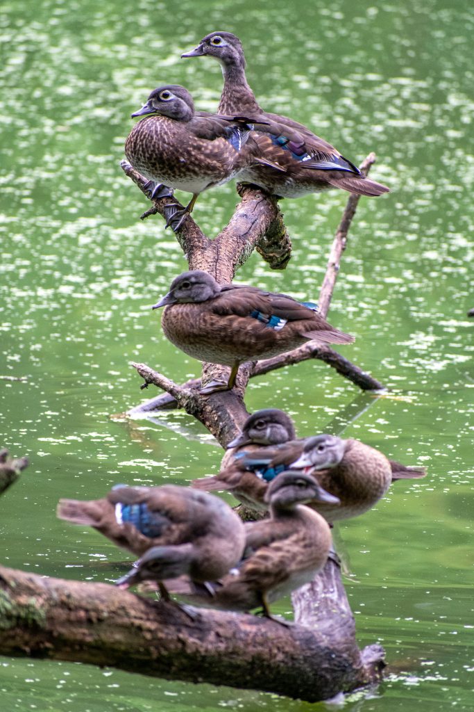 Wood ducks in a row, Prospect Park