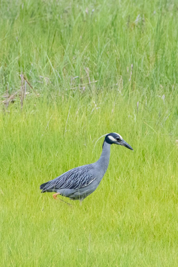 Yellow-crowned night heron, Marine Park Salt Marsh