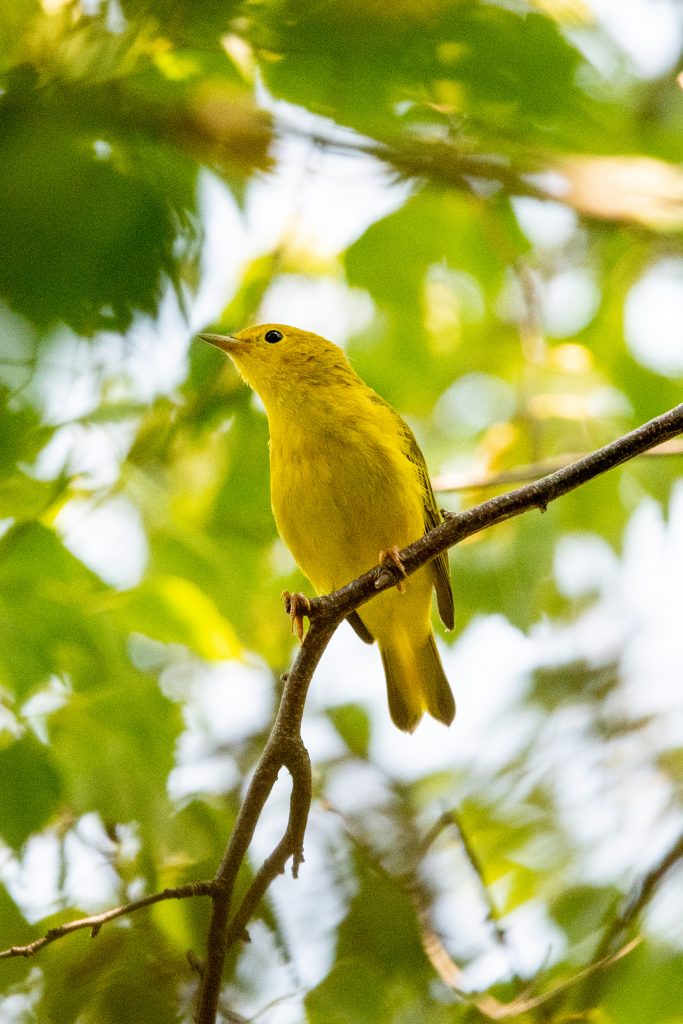 Yellow warbler (female), Jamaica Bay Wildlife Refuge