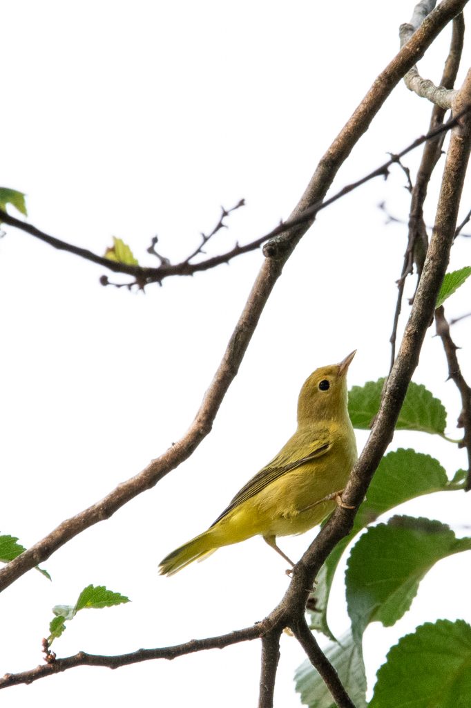 Yellow warbler, Prospect Park