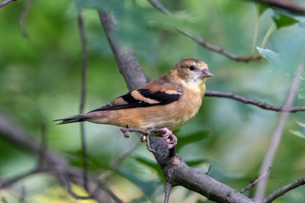 American goldfinch (female), Prospect Park
