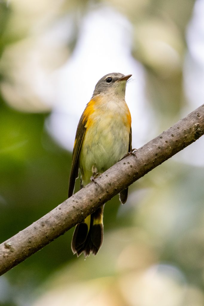 American redstart, Prospect Park