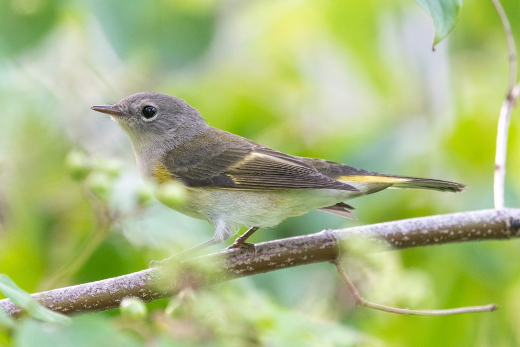 American redstart (female), Halcottsville, NY
