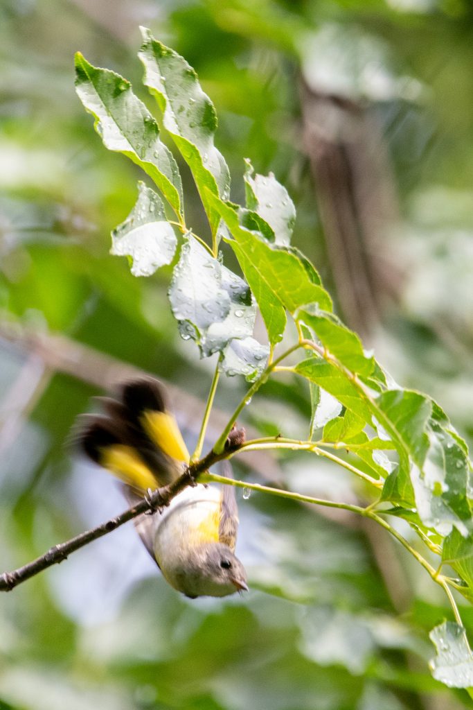 American redstart, Prospect Park