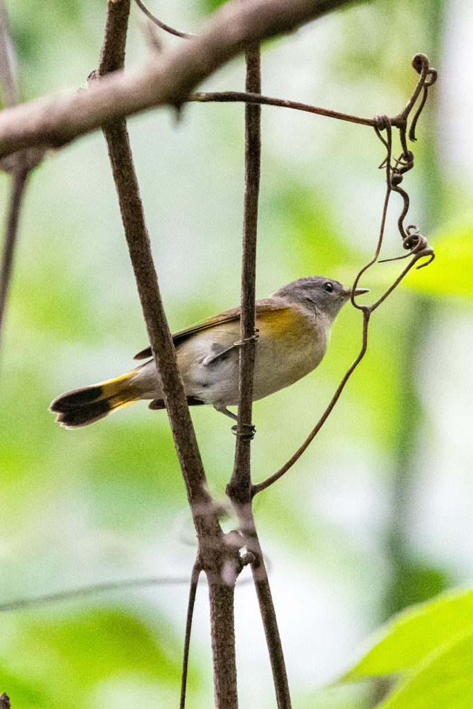 American redstart, Prospect Park