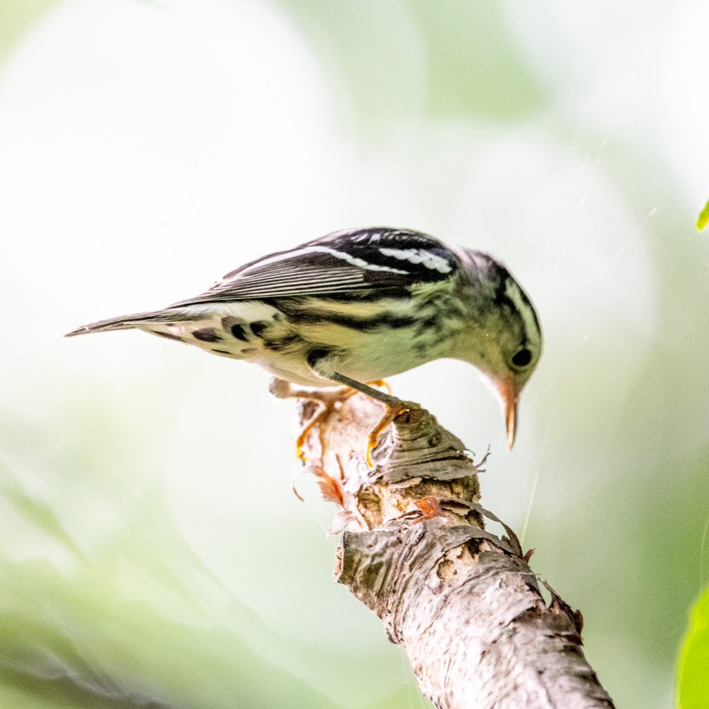 Black-and-white warbler, Prospect Park