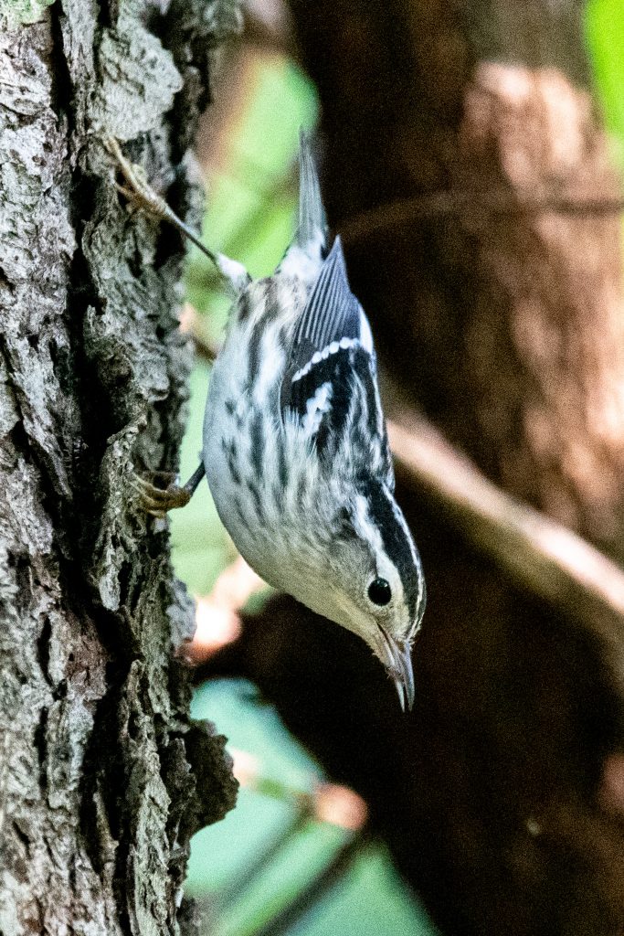 Black-and-white warbler, Prospect Park