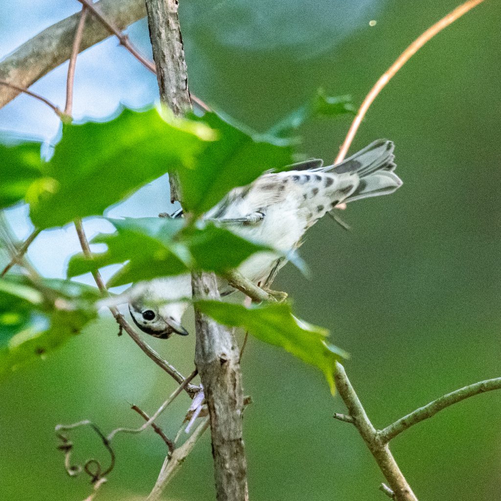 Black-and-white warbler, Prospect Park