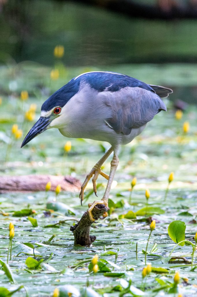 Black-crowned night heron, Prospect Park