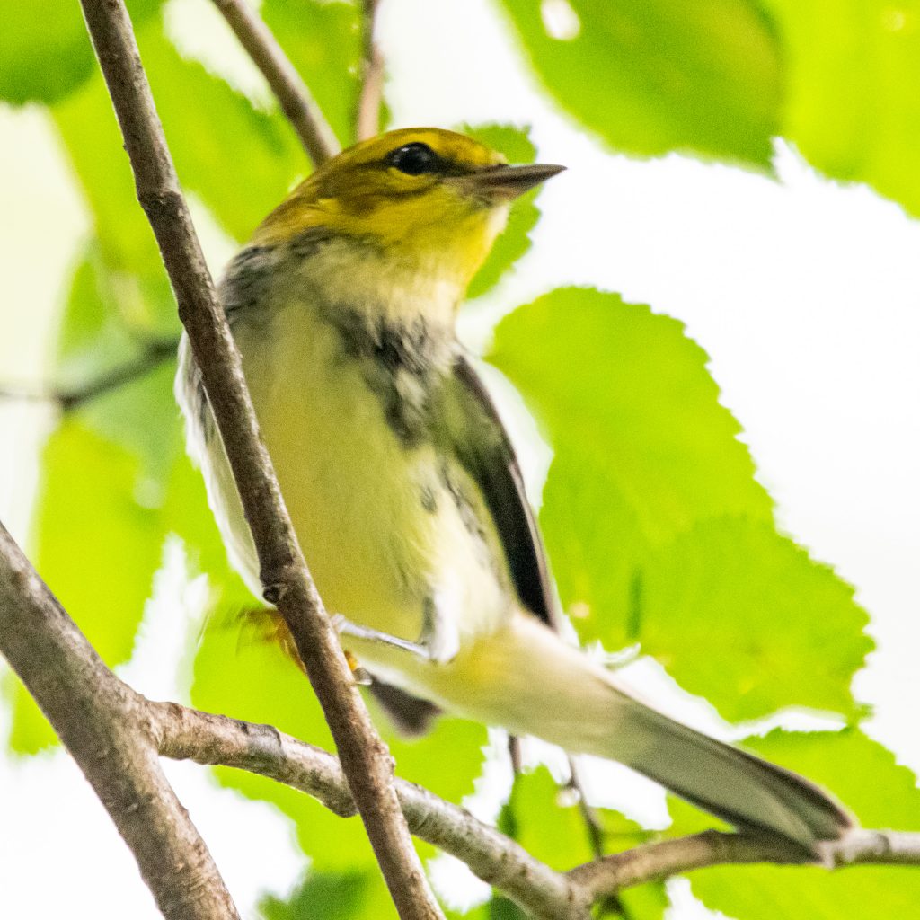 Black-throated green warbler (immature), Prospect Park