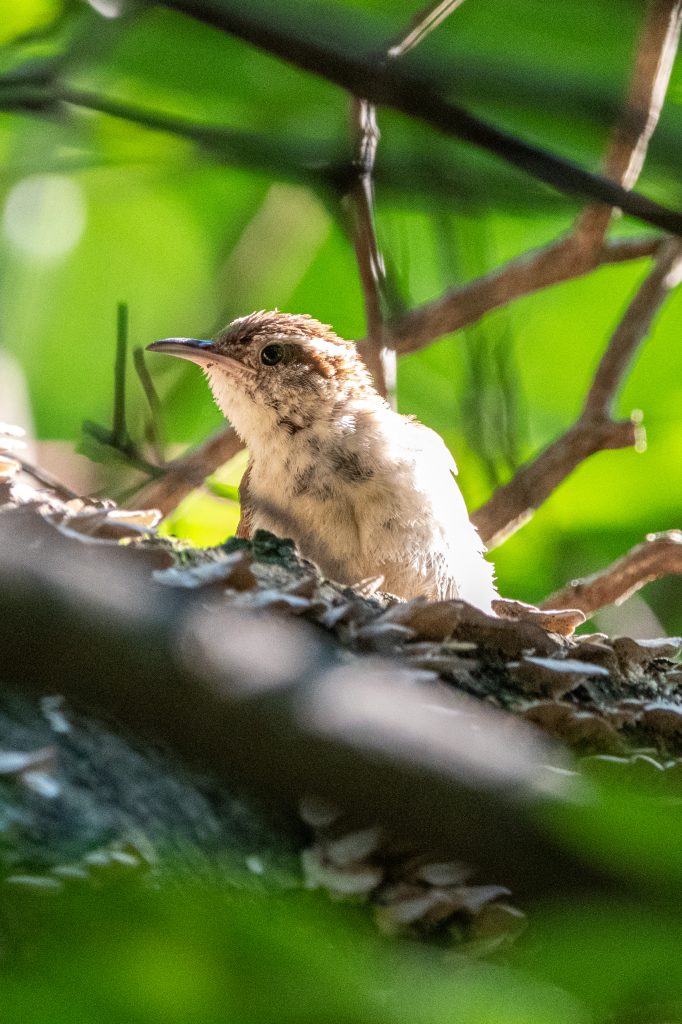 Carolina wren, Prospect Park