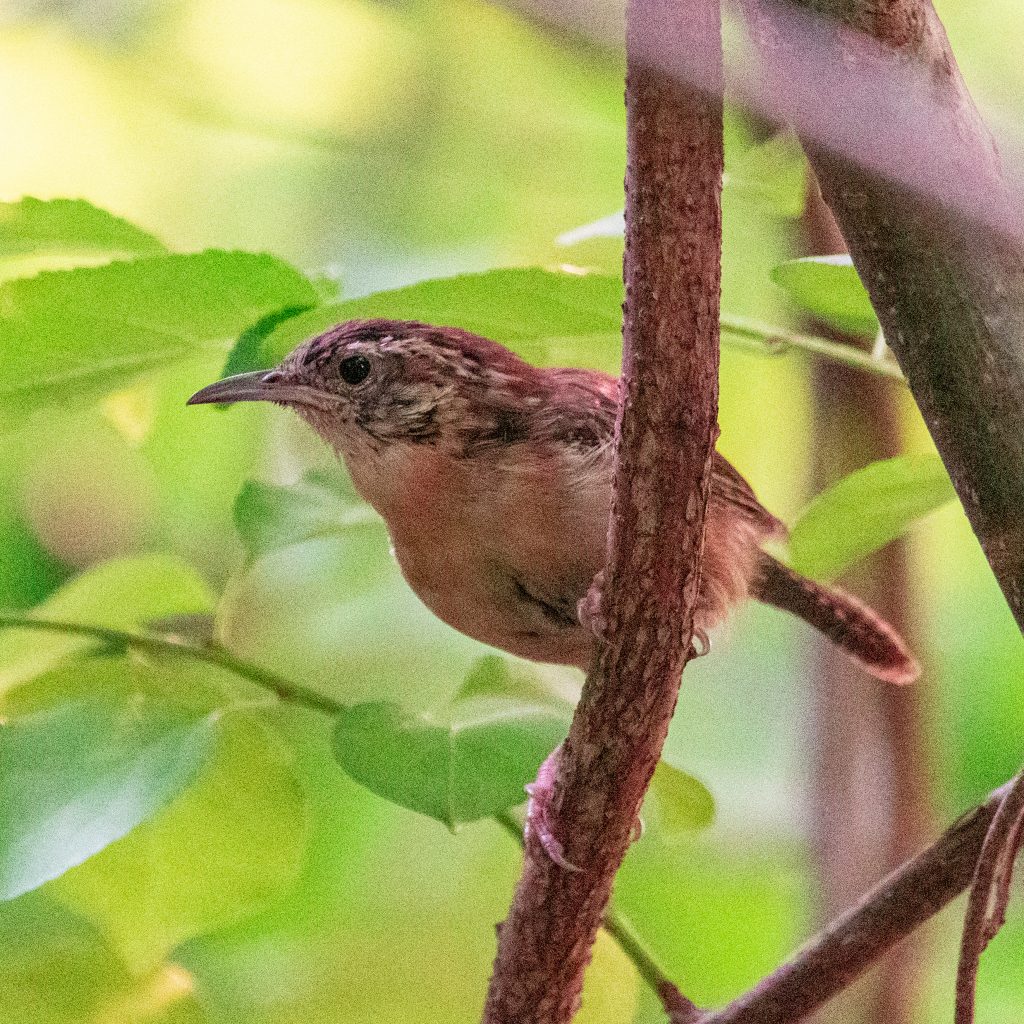 Carolina wren, Prospect Park