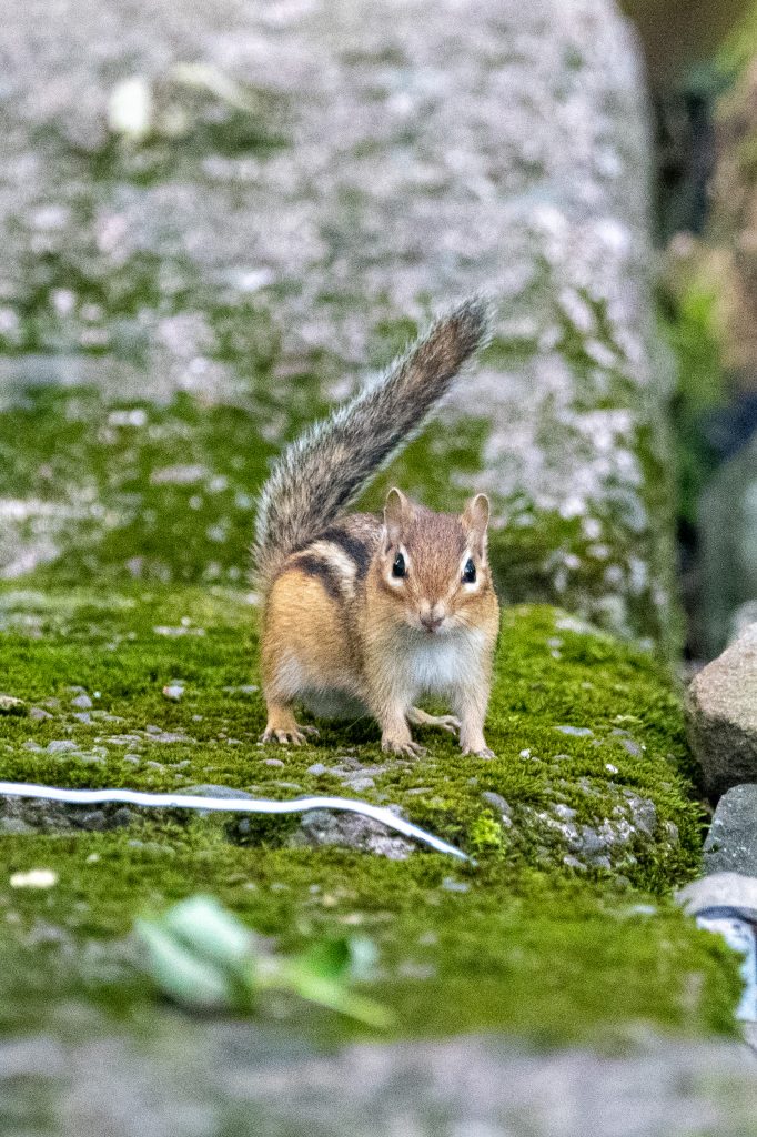 Chipmunk, Cupcake Cottage, Roxbury, NY Chipmunk, Cupcake Cottage, Roxbury, NY