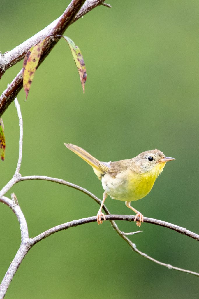 Common yellowthroat (first-year female), Halcottsville, NY