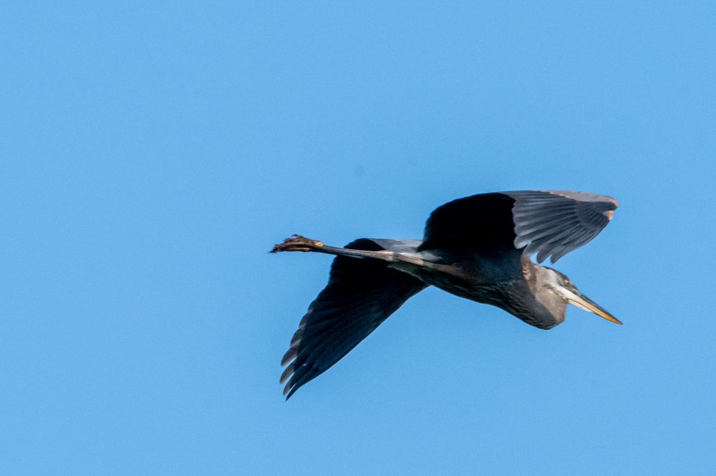 Great blue heron, Cupcake Cottage, Roxbury, NY Great blue heron, Cupcake Cottage, Roxbury, NY