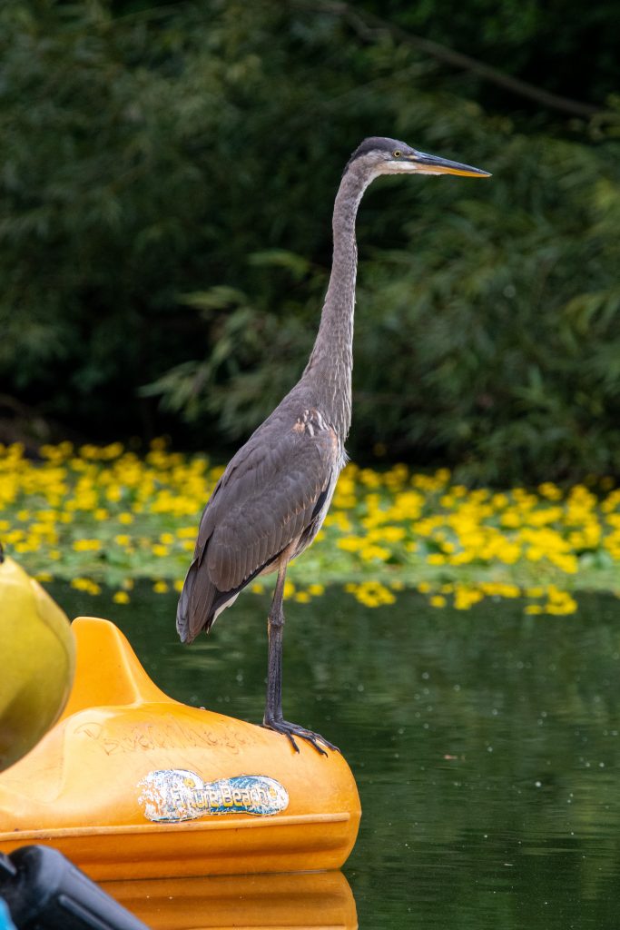 Great blue heron, Prospect Park