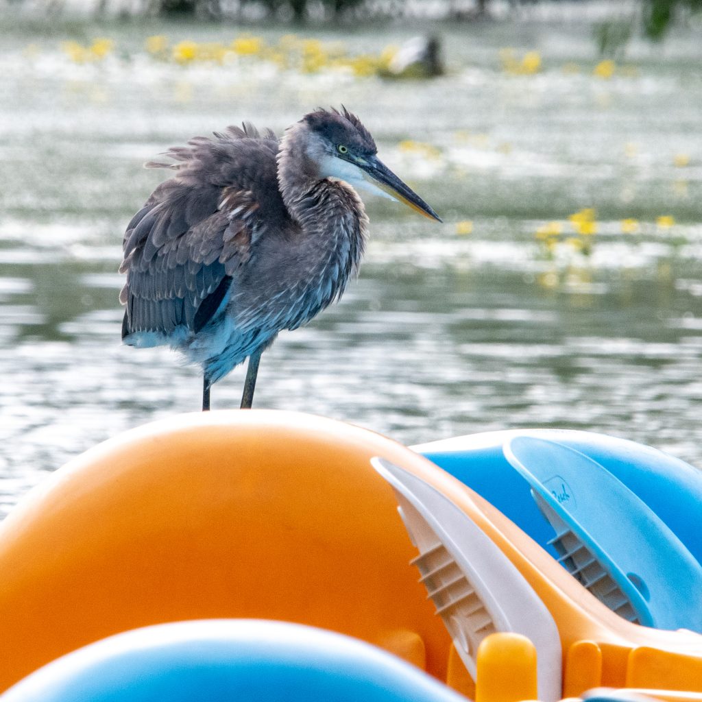 Great blue heron, Prospect Park