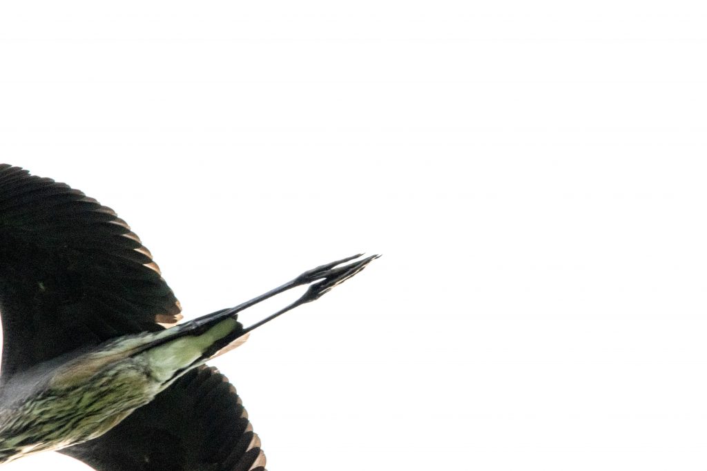 Great blue heron, Prospect Park