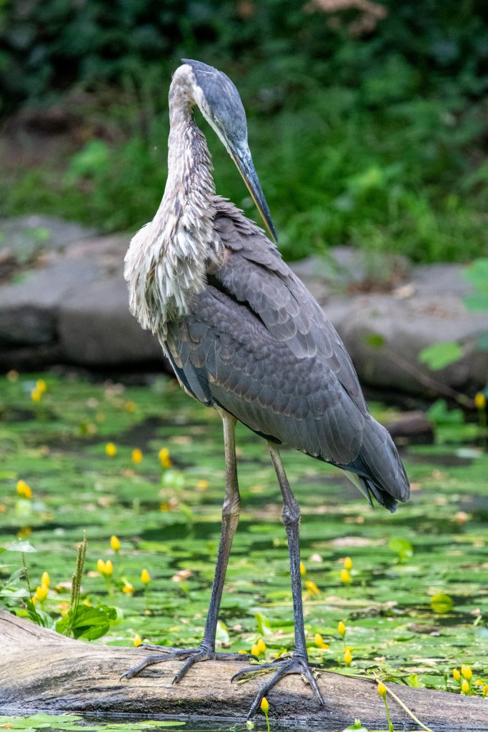 Great blue heron, Prospect Park