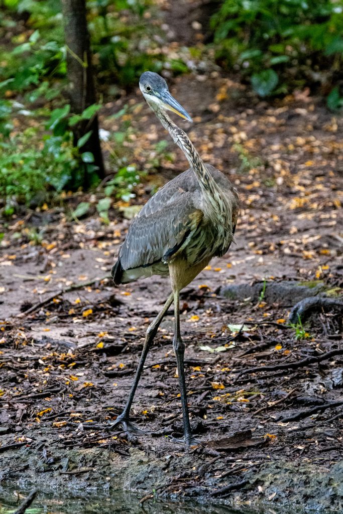 Great blue heron, Prospect Park