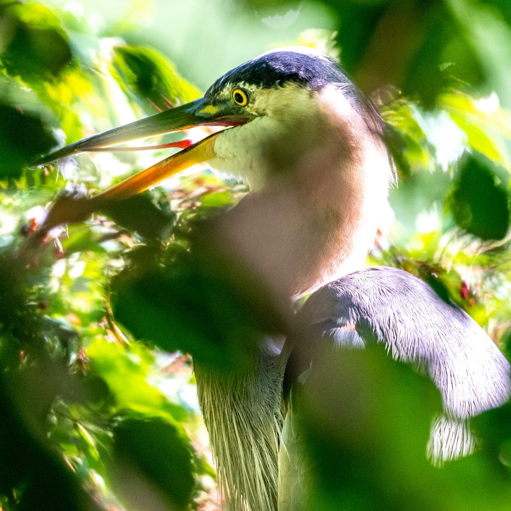 Great blue heron, Prospect Park