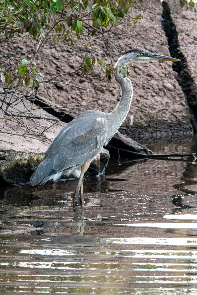 Great blue heron, Wawaka Lake, Halcottsville, NY