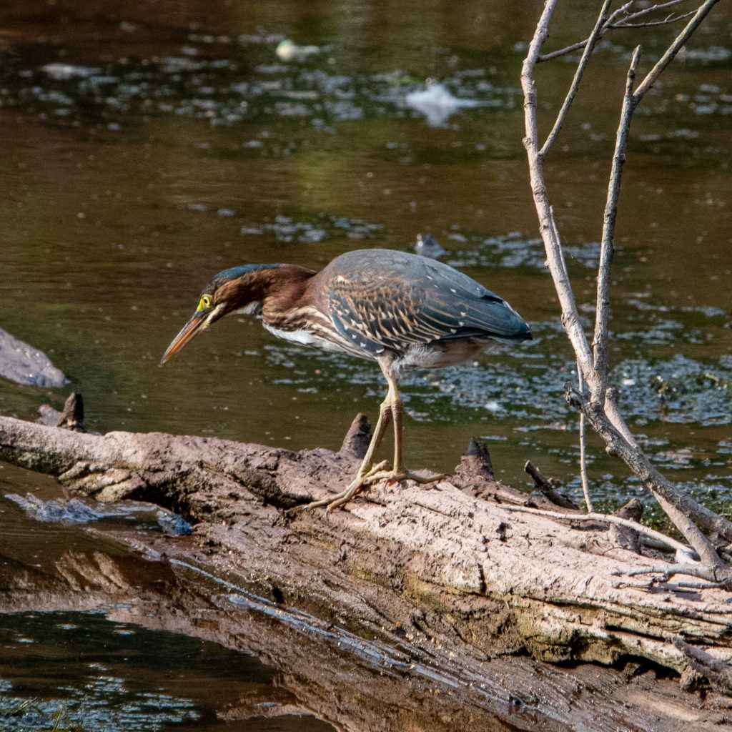 Green heron, Wawaka Lake, Halcottsville, NY