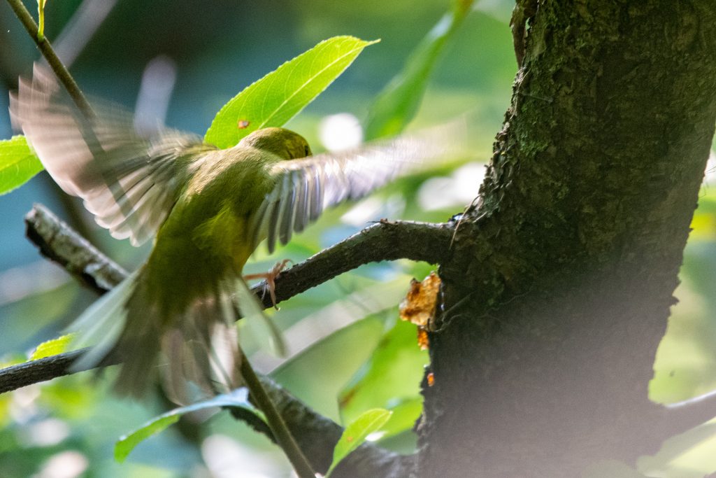 Hooded warbler (female), Prospect Park