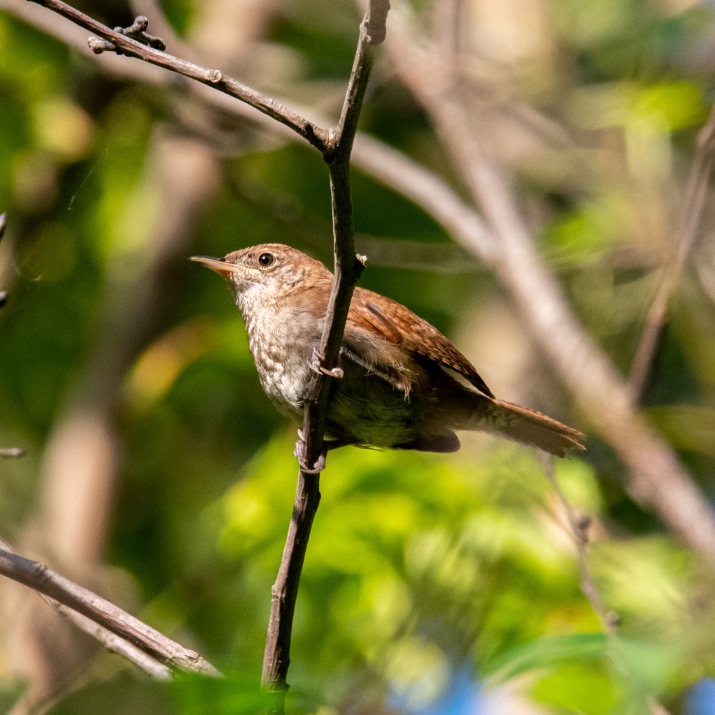 House wren, Prospect Park