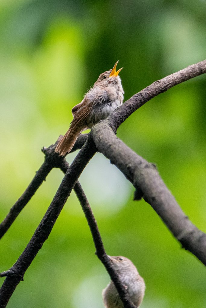 House wrens, Prospect Park