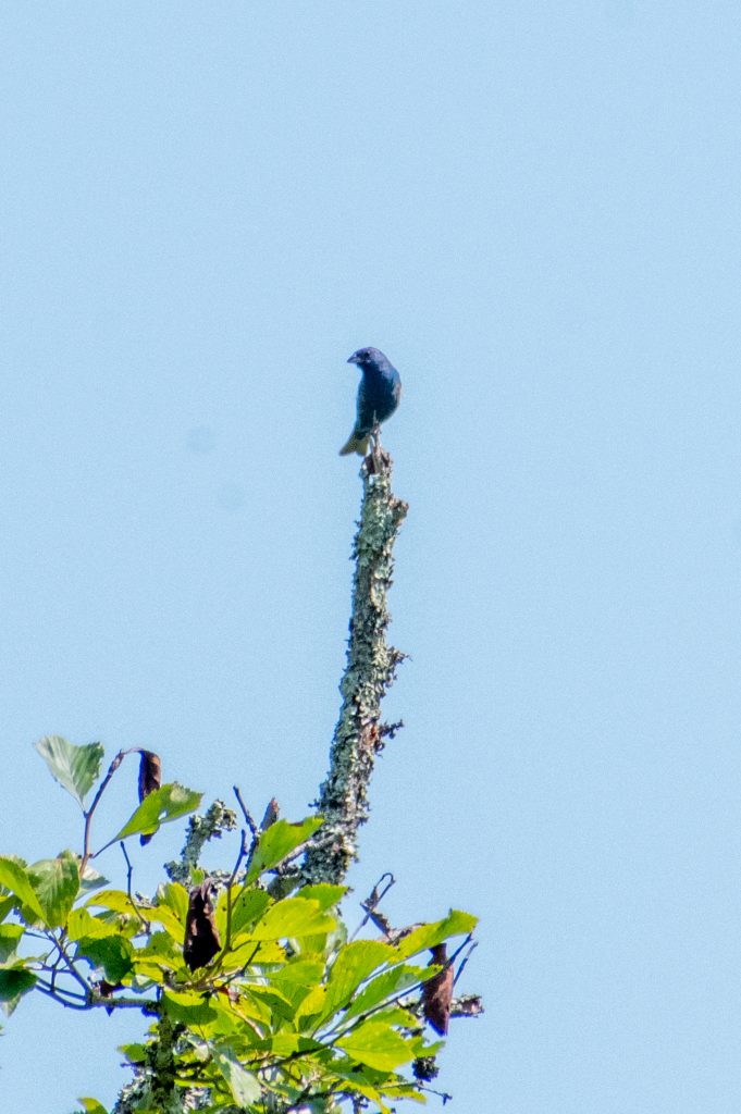 Indigo bunting, Andes Rail Trail