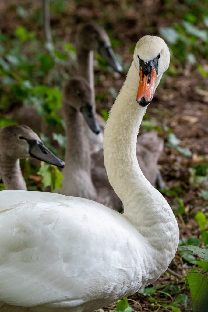 Mute swan and cygnets, Prospect Park