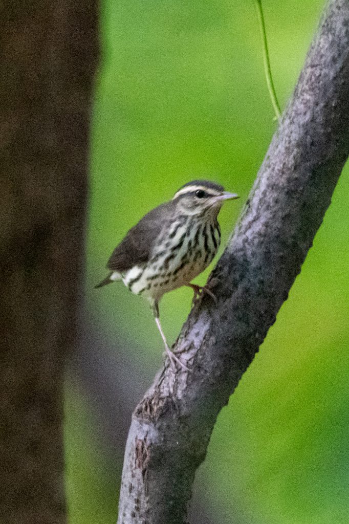 Northern waterthrush, Prospect Park