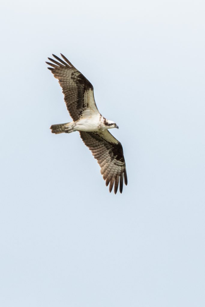 Osprey, Matrix Global Logistics Park, Staten Island