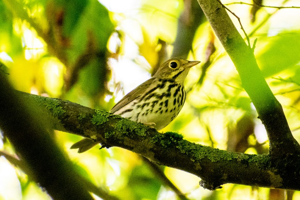 Ovenbird, Andes Rail Trail