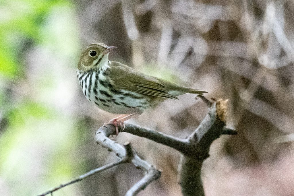 Ovenbird, Prospect Park