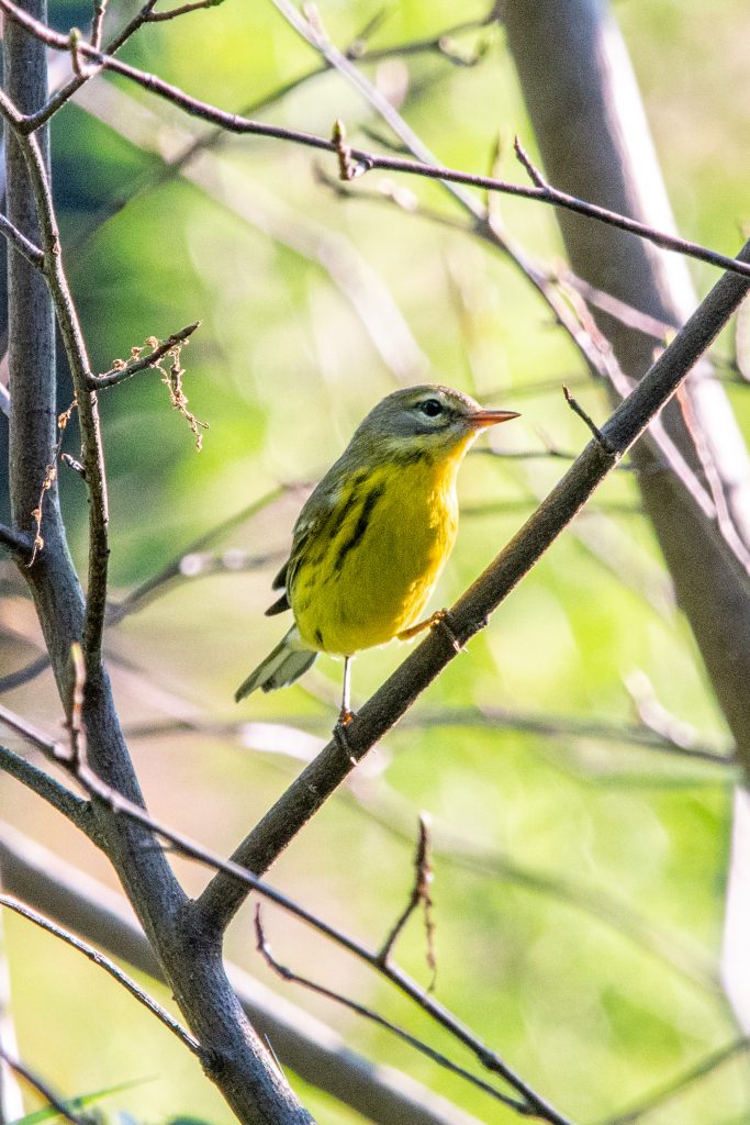 Prairie warbler, Prospect Park