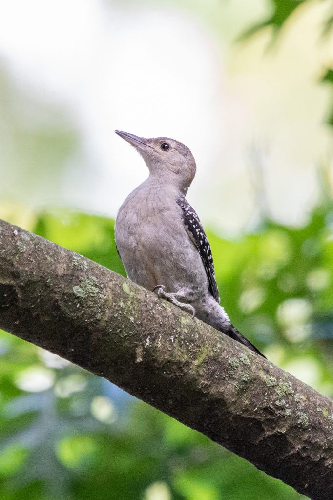 Red-bellied woodpecker, Prospect Park