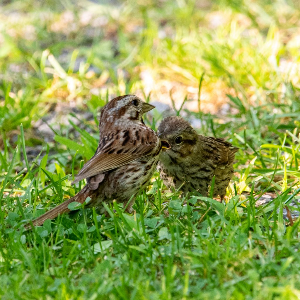 Song sparrows (parent and fledgling), Roxbury, NY