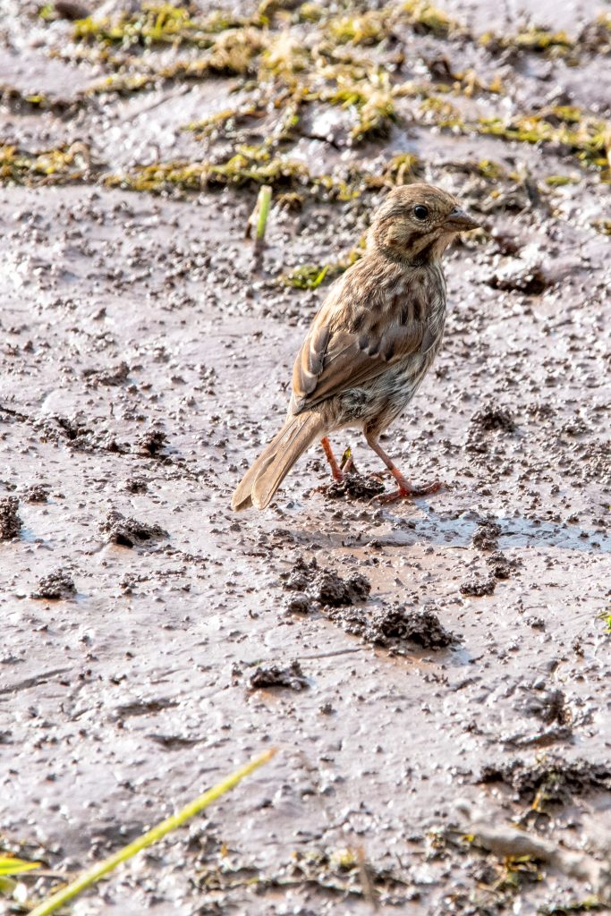 Song sparrow, Wawaka Lake, Halcottsville, NY