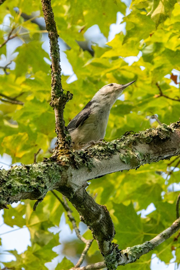 White-breasted nuthatch, Cupcake Cottage, Roxbury, NY White-breasted nuthatch, Cupcake Cottage, Roxbury, NY