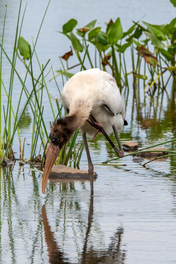 Wood stork (juvenile), Matrtix Global Logistics Park, Staten Island