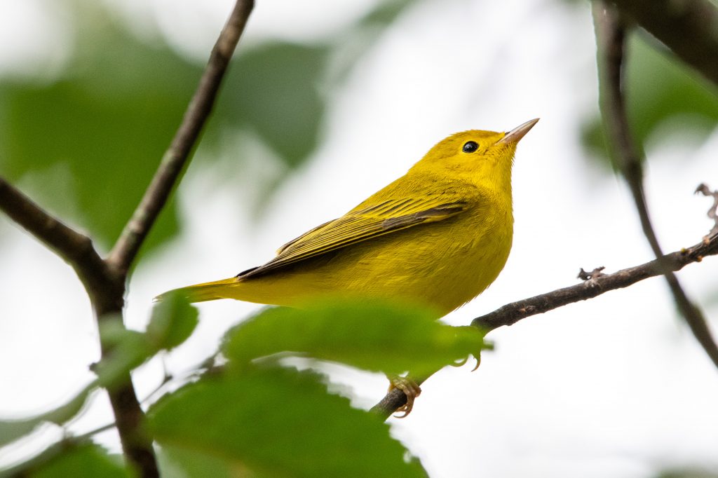 Yellow warbler, Prospect Park Yellow warbler, Prospect Park