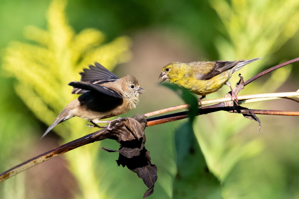 American goldfinches, Prospect Park