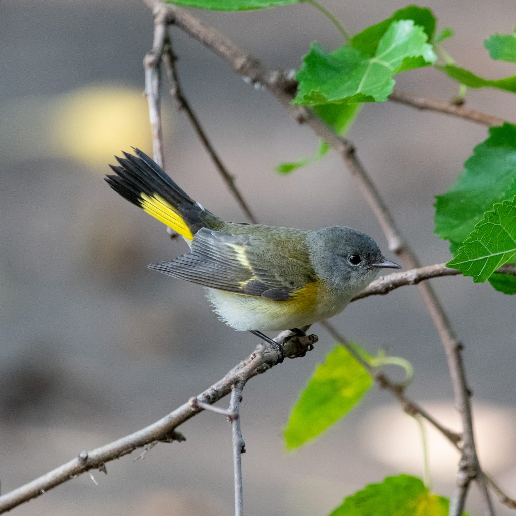 American redstart, Prospect Park