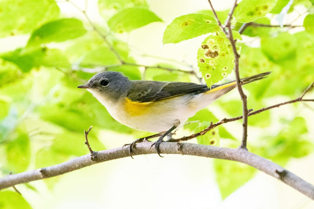 American redstart, Prospect Park