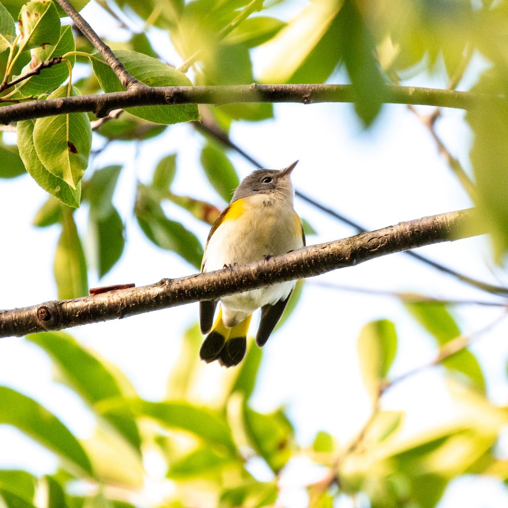 American redstart, Prospect Park