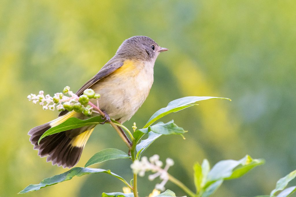 American redstart, Prospect Park