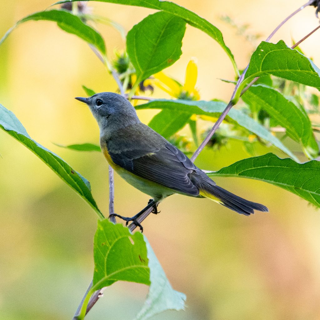 American redstart, Prospect Park
