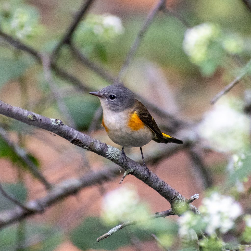 American redstart, Montrose Point, Chicago